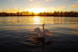 ausgebreiteten Flügeln / ***