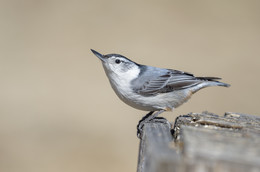 White-breasted Nuthatch / ***