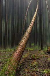 Achtung - Baum fällt / Photoshop Spielerei um aus einem Schnappschuss ein Bild zu erzeugen.