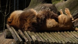 tiere im freigehege / im freigehege borath-brandenburg