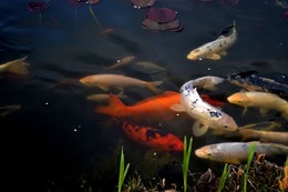 tierwelt / aus dem wildgehege baruth brandenburg