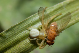 Fly Tsokotuha / ***