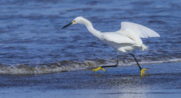 Snowy egret / ***