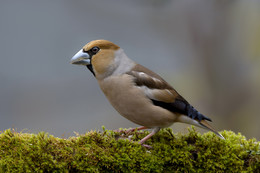 Grosbeak / .....