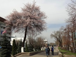 Der Frühling kommt / ***