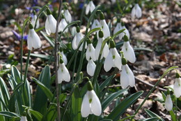 Der Frühling kommt / ***