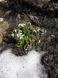 Der Frühling kommt / ***