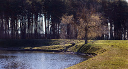 Landschaft mit Baum / ***