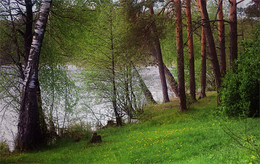 Im Frühjahr Wald / ***