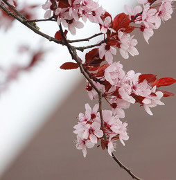 Blütenstand der Wildkirsche / Zarte rosa Blüten
