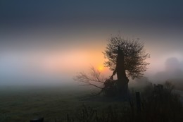| LONELY TREE | / Photographed at an early foggy summer morning