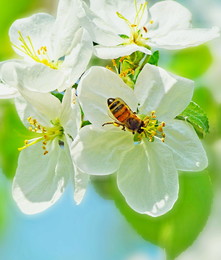 Frühling kam / ***