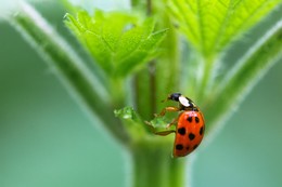Ladybug / Mein kleiner Marienkäfer