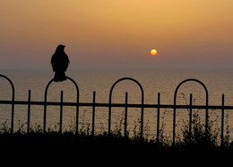 Bei Sonnenuntergang / ***