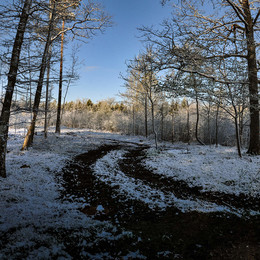 Waldweg / Lesnaya dorozhka