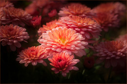 Chrysanthemen / ...