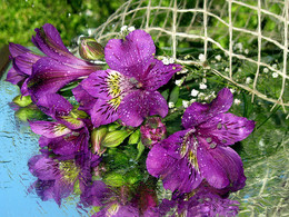 Spiegelreflexion / ***