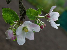 Apfelblüte / ***