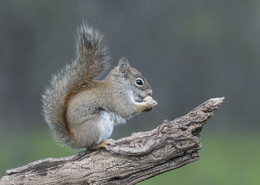 American red squirrel / ***
