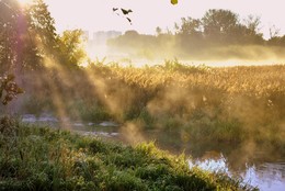 Wollige Nebel / ***