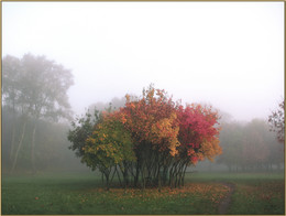 Wollige Nebel / ***