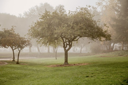 Wollige Nebel / ***