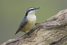 Red-breasted Nuthatch (Sitta canadensis) / ***
