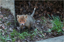 Fuchs / ***