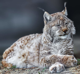 Luchs / ***