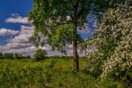 Apfelbaum in voller Blüte / ***