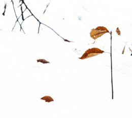 Last Leaf / ***