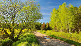 Straße in den Wald / ***