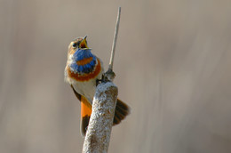 Blaukehlchen / ***