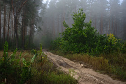 Misty forest / ***