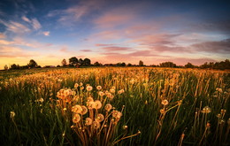 Abend Wiese / ***