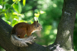 in einem Baum / ***