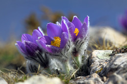 Pulsatilla Krim / ***