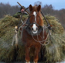 Country Life. / ***