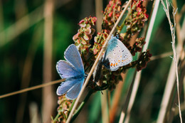 &nbsp; / Polyommatus bellagrus