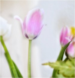 Tulpen verträumt / Macro von Tulpenblüte