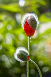 Mohn / ***