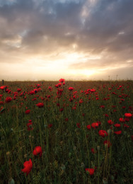 Morgen Mohn / ***