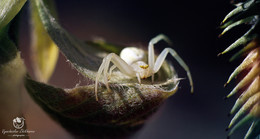 Misumena vatia (Clerck, 1757) / ***