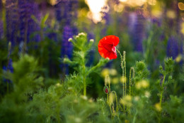 Mohn / ***