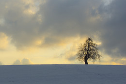 Lonely Tree / Dieses Foto habe ich während eines Winterspaziergangs geschossen - Ziel war eigentlich die &quot;Tüfels Chille&quot; - Diese Szene hat mich aber viel mehr begeistert...