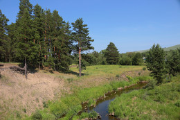 In einem Kiefernwald / ***