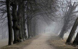 Fog Peterhof / ***