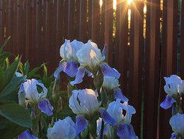 Abend / " " "