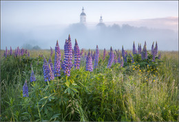 Lupinen / ***