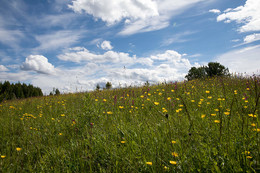 bunte Gras / ***